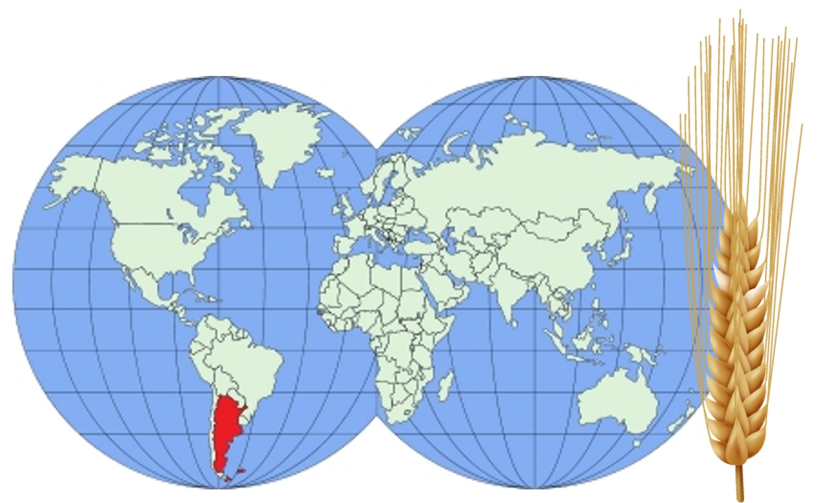 Evolución mundial de trigo y desafíos locales – Agroeducación